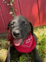 Tug, a female Labrador Retriever and Mountain Cur for sale in Silex, MO – 1 of 2