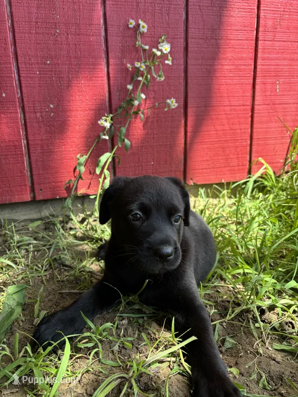 Missy  – Labrador Retriever, Mountain Cur puppy for sale in Silex, MO