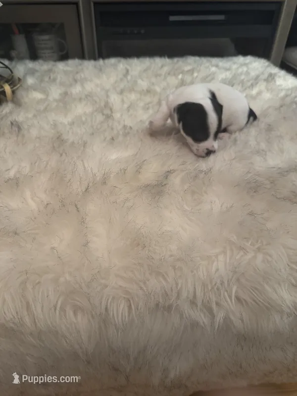Brutus, a male Jack Russell Terrier for sale in Hamden, CT – 1 of 6
