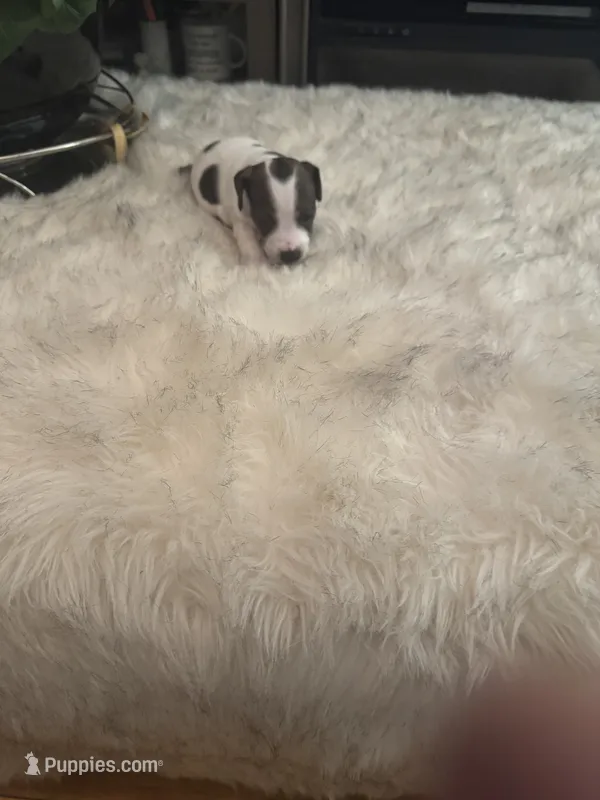 Buster , a male Jack Russell Terrier for sale in Hamden, CT – 1 of 5