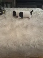 Brutus, a male Jack Russell Terrier for sale in Hamden, CT – 6 of 6