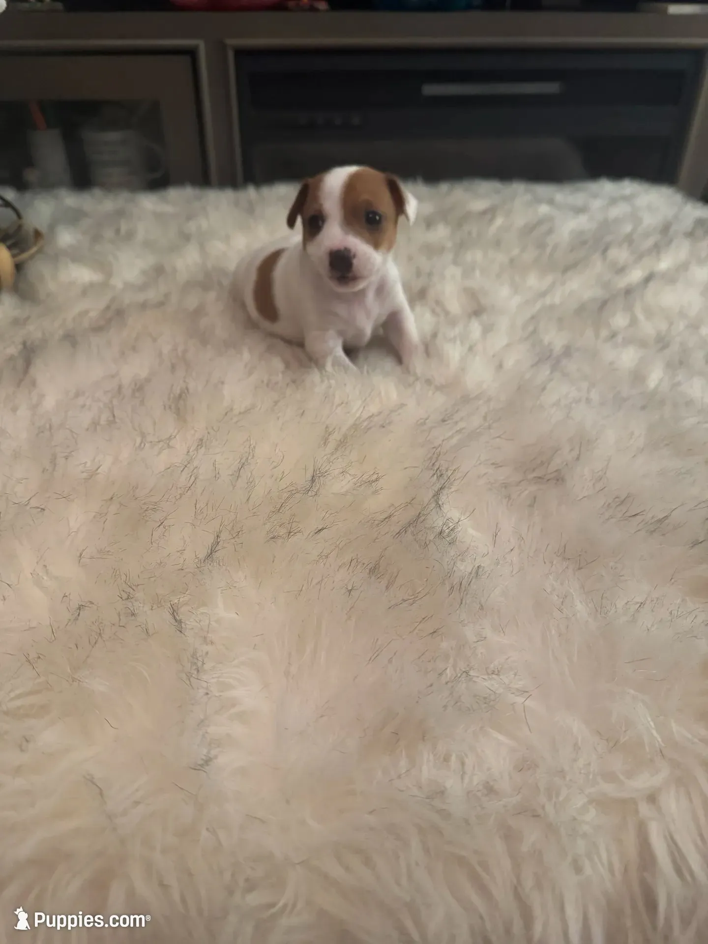 Dolly, a female Jack Russell Terrier for sale in Hamden, CT – 1 of 4