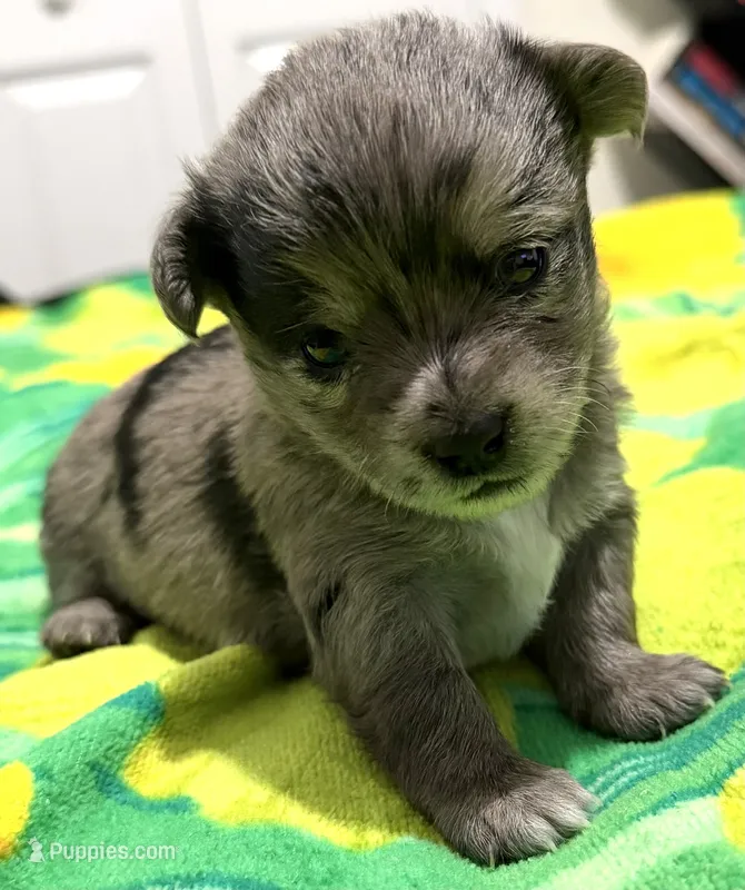 Zara – Maltipoo, Pomsky puppy for sale in North Port, FL