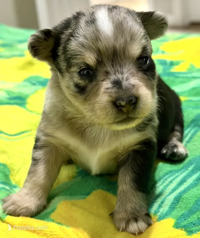 Stella – Maltipoo, Pomsky puppy for sale in North Port, FL