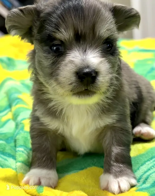 Bentley – Maltipoo, Pomsky puppy for sale in North Port, FL