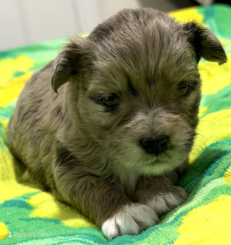 Vera – Maltipoo, Pomsky puppy for sale in North Port, FL