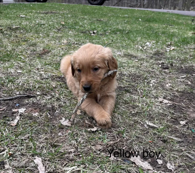 Yellow Boy – Golden Retriever puppy for sale in Pine City, MN