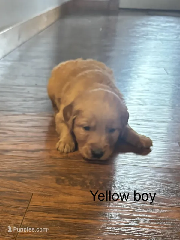 Yellow Boy – Golden Retriever puppy for sale in Pine City, MN