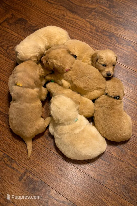 Yellow Boy – Golden Retriever puppy for sale in Pine City, MN