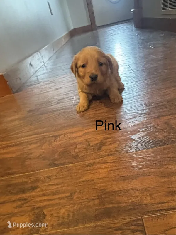 Pink Girl  – Golden Retriever puppy for sale in Pine City, MN