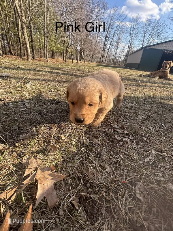 Pink Girl  – Golden Retriever puppy for sale in Pine City, MN