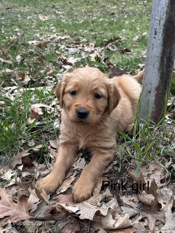 Pink Girl  – Golden Retriever puppy on hold in Pine City, MN