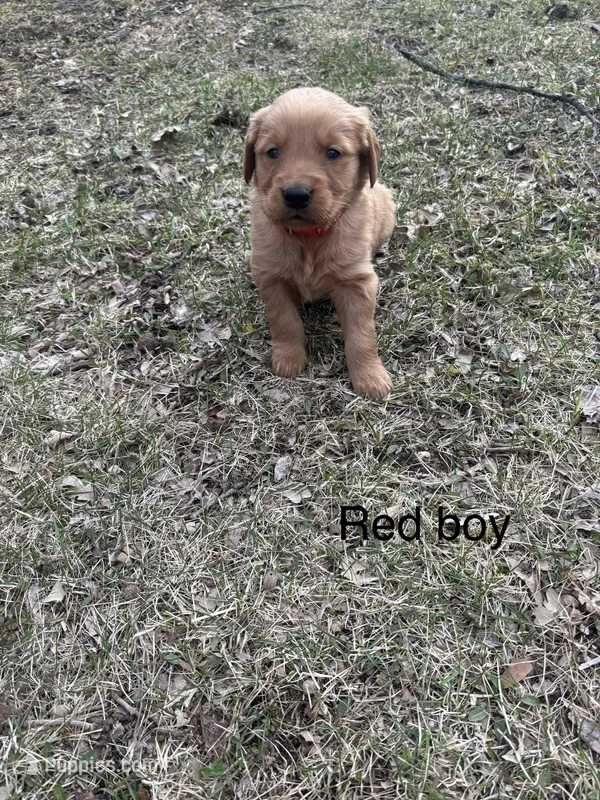 Red Boy – Golden Retriever puppy on hold in Pine City, MN