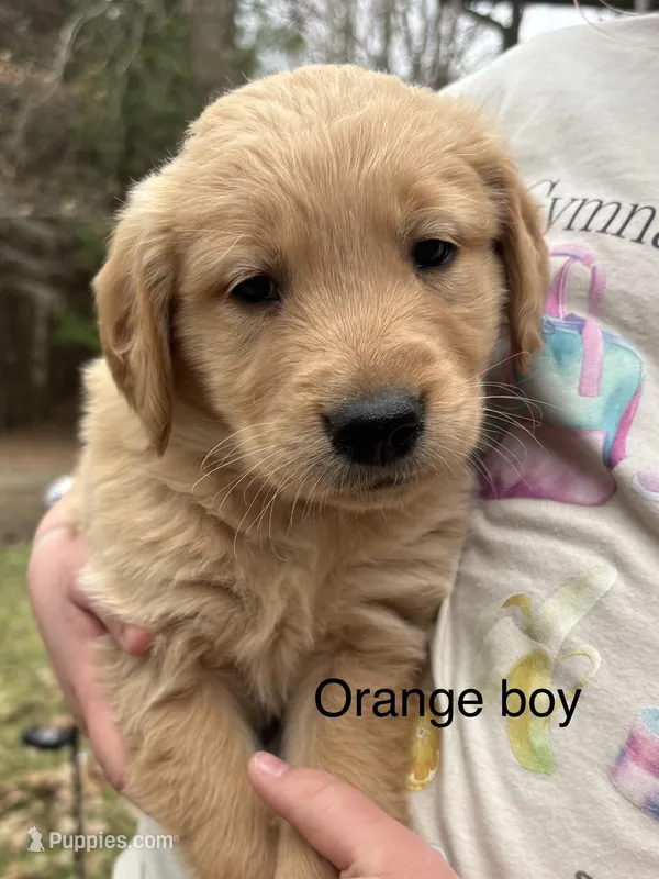 Orange boy  – Golden Retriever puppy for sale in Pine City, MN