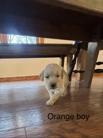 Orange boy , a male Golden Retriever for sale in Pine City, MN – Photo 2 of 2