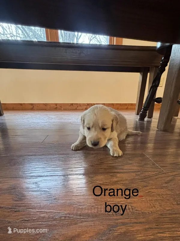 Orange boy  – Golden Retriever puppy for sale in Pine City, MN