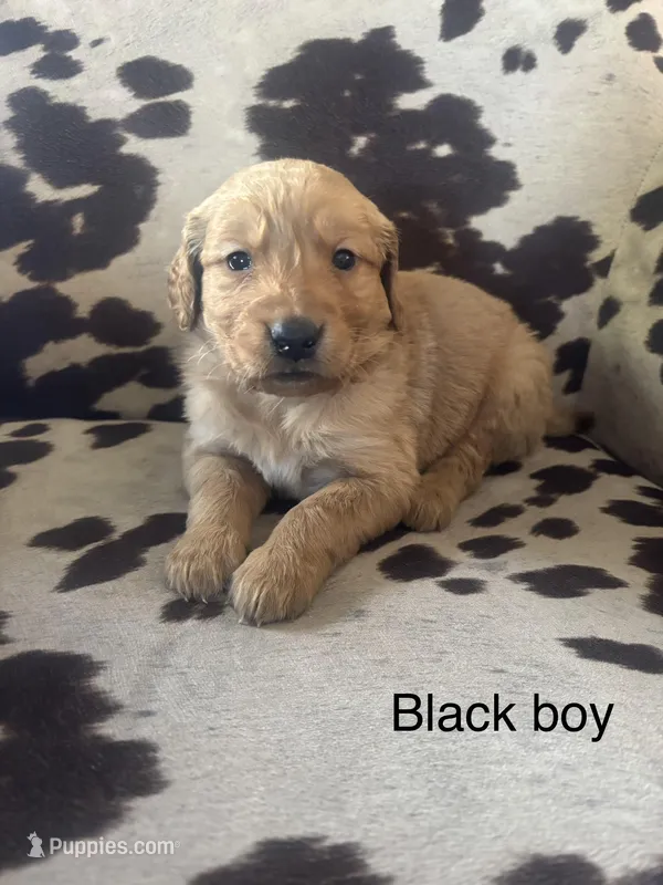 Black Boy  – Golden Retriever puppy on hold in Pine City, MN