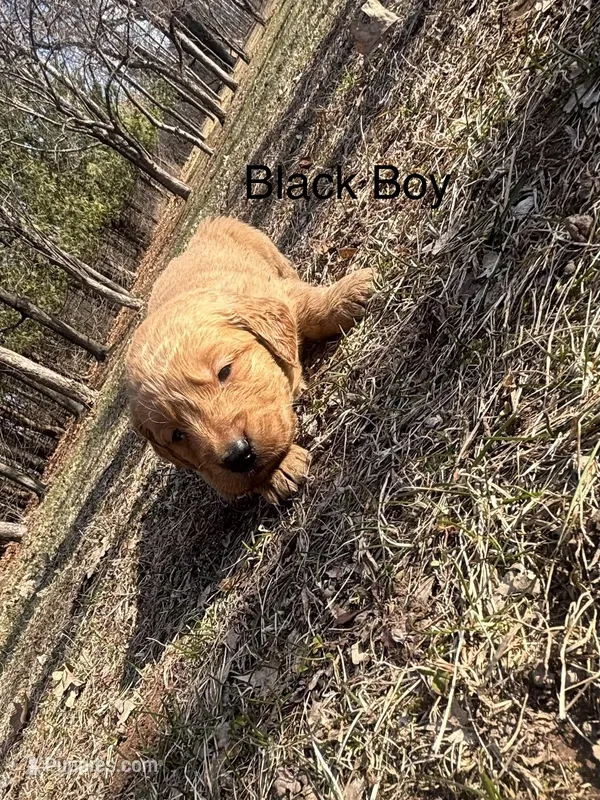 Black Boy  – Golden Retriever puppy for sale in Pine City, MN