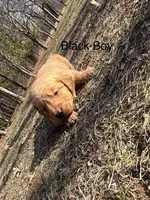 Black Boy , a male Golden Retriever for sale in Pine City, MN – Photo 1 of 2