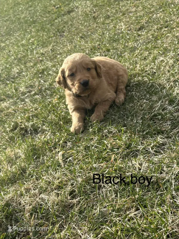 Black Boy  – Golden Retriever puppy for sale in Pine City, MN