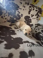 Light Blue Boy, a male Golden Retriever for sale in Pine City, MN – Photo 2 of 3