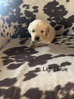 Light Blue Boy, a male Golden Retriever for sale in Pine City, MN – Photo 3 of 3