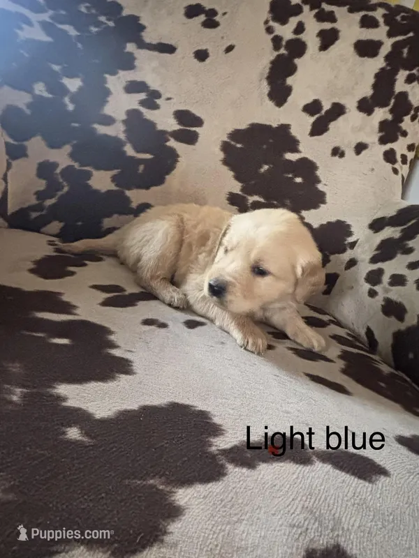 Light Blue Boy – Golden Retriever puppy for sale in Pine City, MN