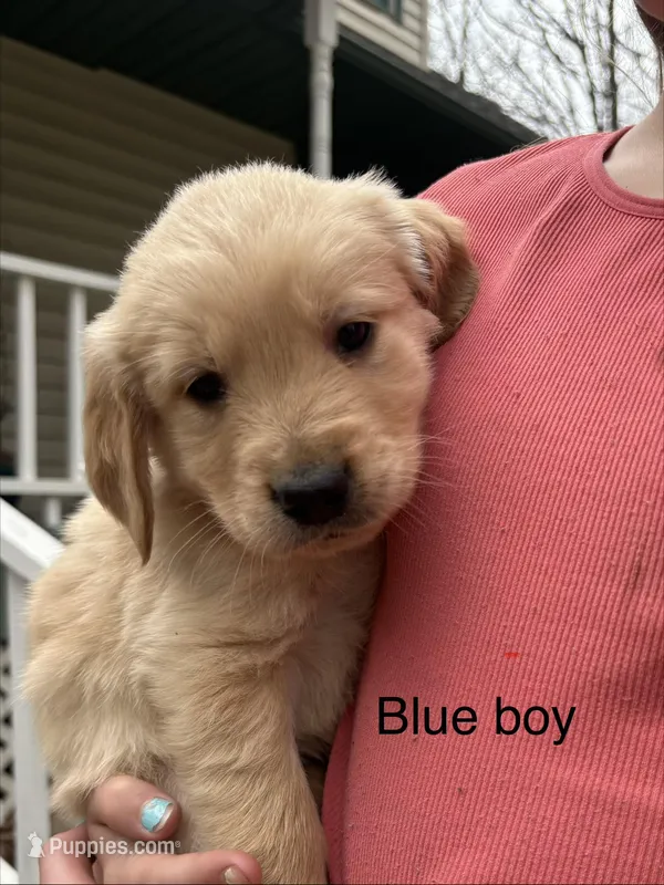 Light Blue Boy – Golden Retriever puppy for sale in Pine City, MN