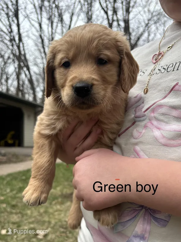 Green Boy  – Golden Retriever puppy on hold in Pine City, MN