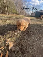 Green Boy , a male Golden Retriever for sale in Pine City, MN – Photo 1 of 2