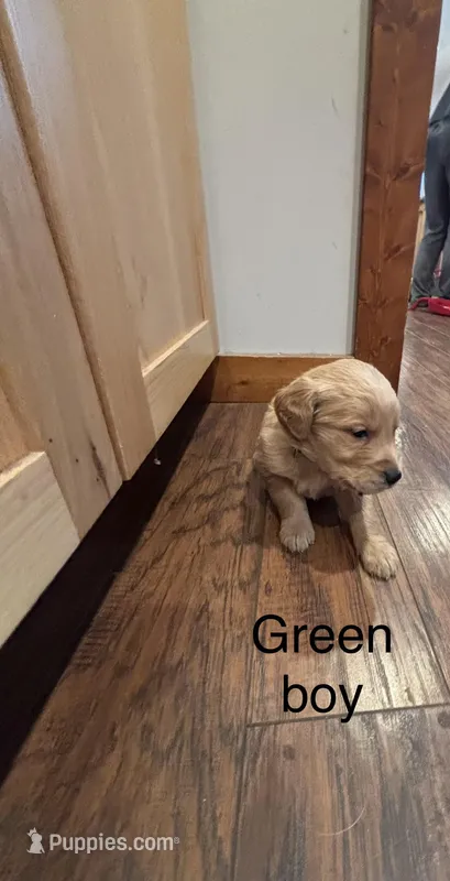 Green Boy  – Golden Retriever puppy for sale in Pine City, MN