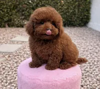 Jett, a male Poodle - Toy  for sale in Beverly Hills, CA – Photo 2 of 2