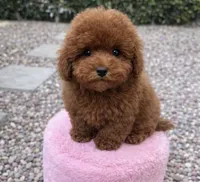 Jett, a male Poodle - Toy  for sale in Beverly Hills, CA – Photo 1 of 2