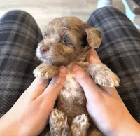 Lily, a female Maltipoo for sale in Beverly Hills, CA – 2 of 2