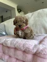 Lola , a male Poodle - Toy  for sale in Canyon Country, CA – 1 of 6