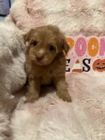 Scout, a male Pomapoo for sale in Canyon Country, CA – 3 of 6