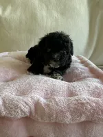 Alfie, a female Maltipoo for sale in Canyon Country, CA – 3 of 5