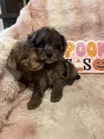 Maple, a female Poodle - Toy  for sale in Canyon Country, CA – 4 of 6