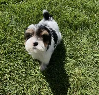 Milo, a male Yorkipoo for sale in Beverly Hills, CA – Photo 2 of 3