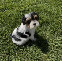 Milo, a male Yorkipoo for sale in Beverly Hills, CA – Photo 3 of 3