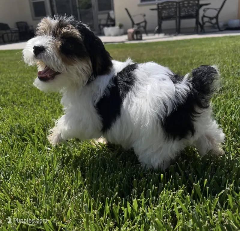 Milo – Yorkipoo puppy for sale in Beverly Hills, CA