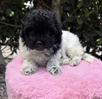 Cleo , a female Maltipoo for sale in Beverly Hills, CA – Photo 2 of 2