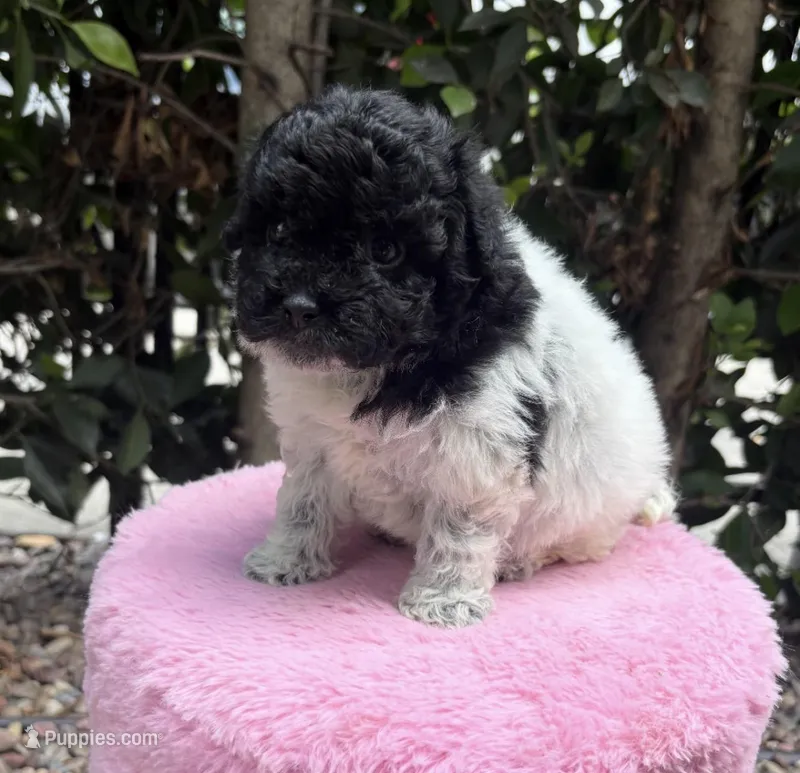 Cleo  – Maltipoo puppy for sale in Beverly Hills, CA