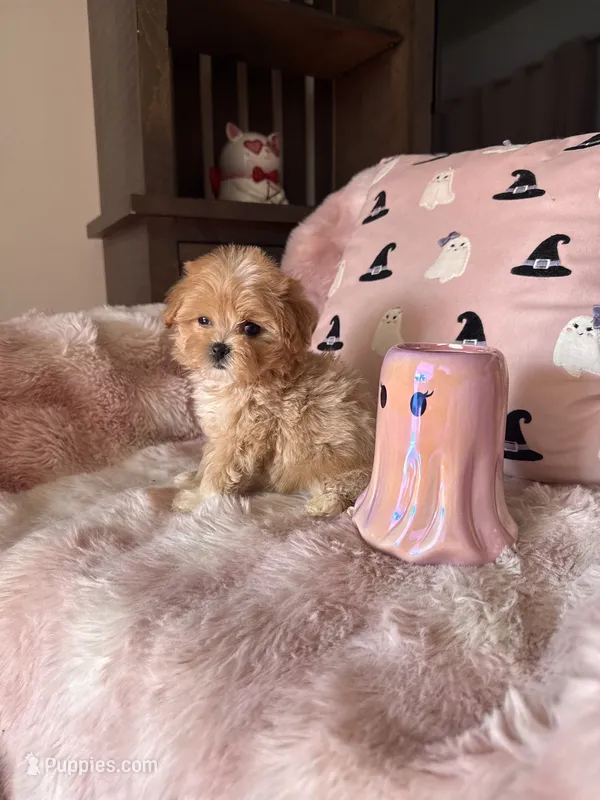 Molly – Maltipoo puppy for sale in Canyon Country, CA