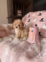 Molly, a female Maltipoo for sale in Canyon Country, CA – 1 of 7