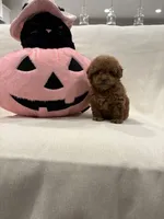 Sadie, a female Poodle - Toy  for sale in Canyon Country, CA – 2 of 4