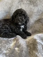Nellie , a female Poodle - Toy  for sale in Canyon Country, CA – 5 of 5