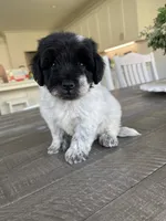 Milo, a male Maltipoo for sale in Canyon Country, CA – 2 of 2