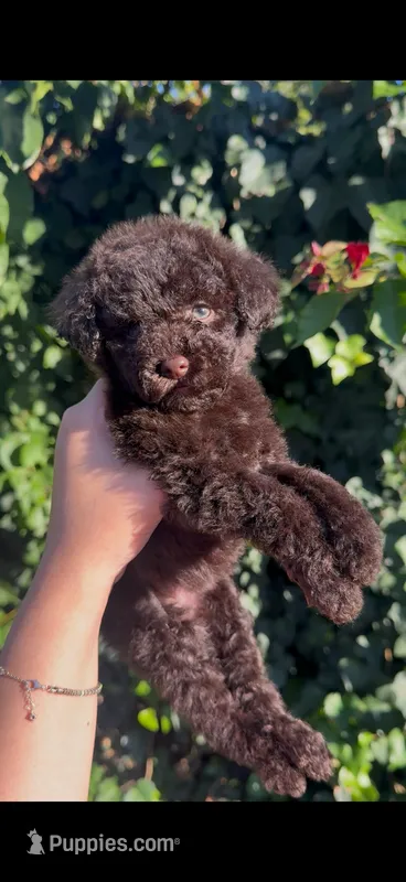 Izzy – Poodle - Toy  puppy for sale in Canyon Country, CA