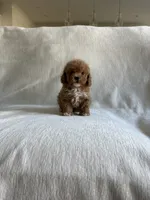 Millie, a female Poodle - Toy  for sale in Canyon Country, CA – 5 of 5